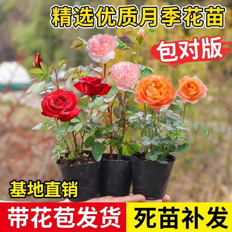 Rose Seedlings with Buds Indoor and Outdoor Balcony Flowers Four Seasons Flowering Shrubs Rose Juice Balcony Courtyard Good for Raising