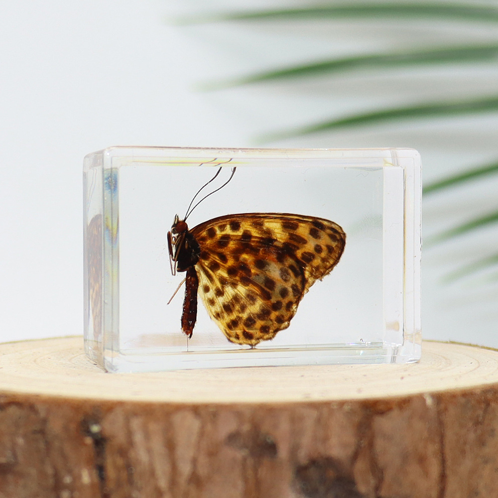 Zhenfang handicraft factory factory self-operated real butterfly glue specimen gift teaching utensils observation, study and research