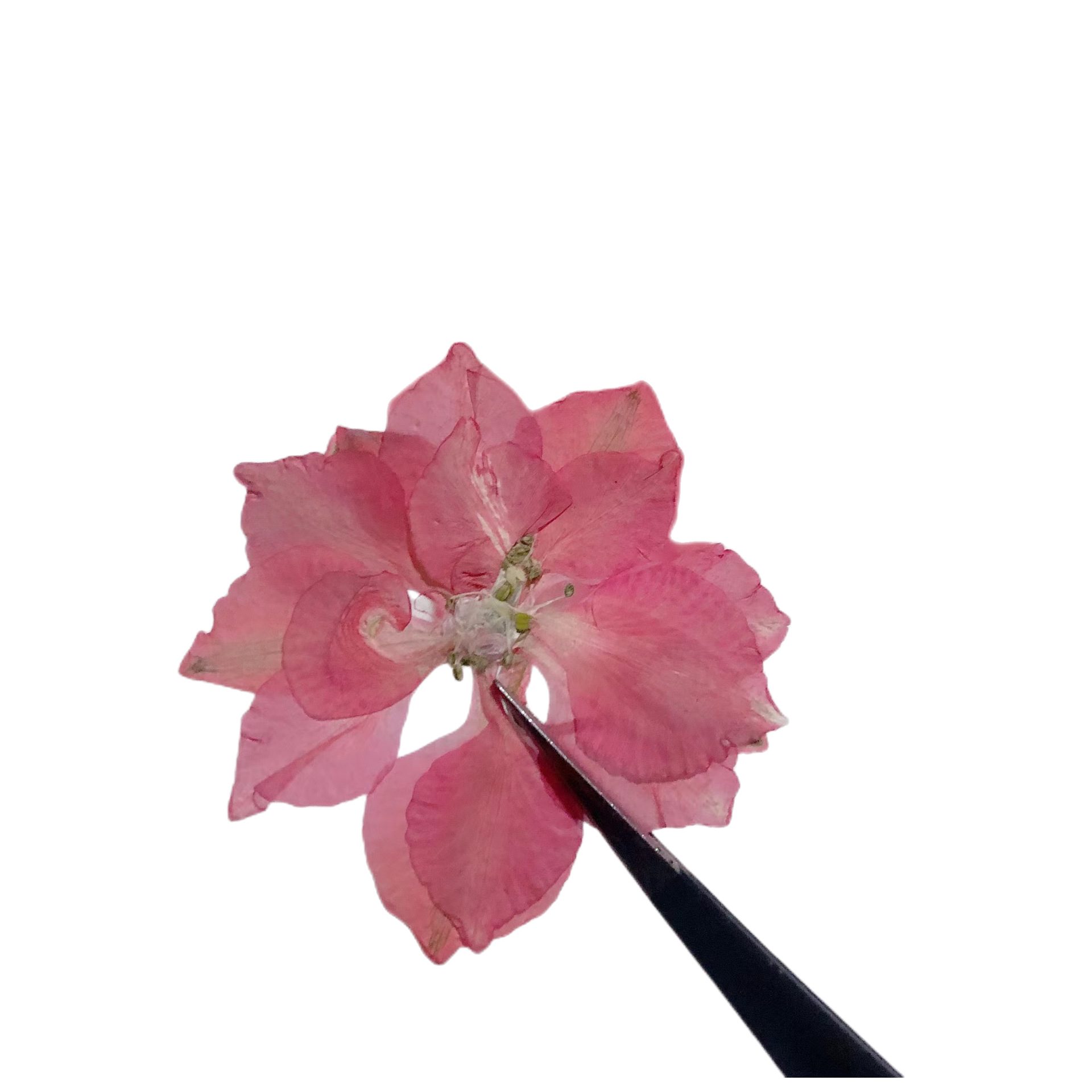 Dried Flower DIY Material Package Handmade Real Flower Embossed Plant Specimen Decorative Ornaments Handmade Flying Swallow Flower Wholesale Cross-Border