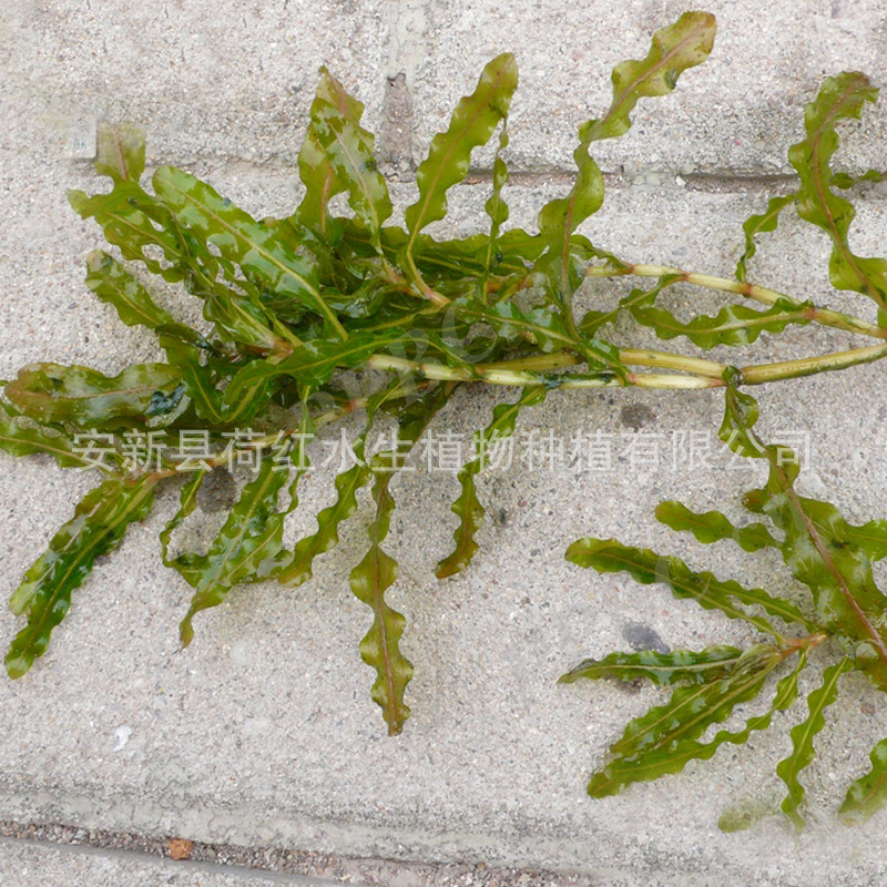 Grass, Submersible Plants, Four-Season Evergreen Bitter Grass, Aquatic Plants, Goldfish Algae, Foxtail Algae, Malay Eye Dish