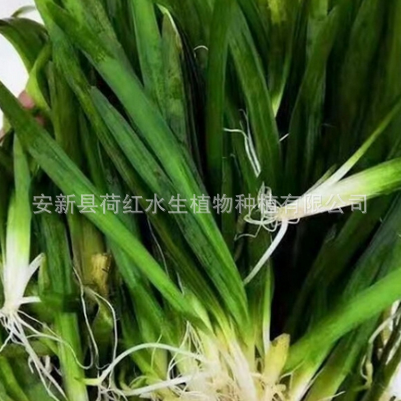 Base Wholesale Wetland Greening Rivers Embellish Courtyard Planting Aquatic Plants to Purify Water Quality Dwarf Bitter Algae Grass Seedlings