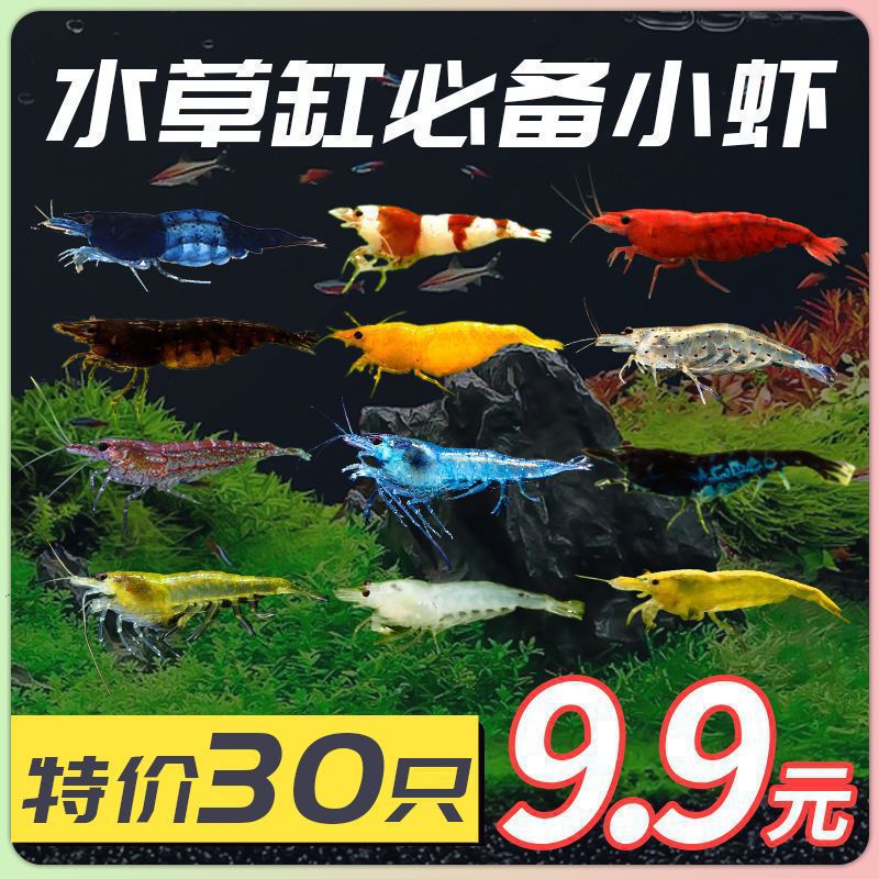 Pet Colorful Ornamental Shrimp Freshwater Fire Shrimp Algae Removal Shrimp Beginner Live Shrimp Cleaning Shrimp Crystal Shrimp Tool Shrimp Package
