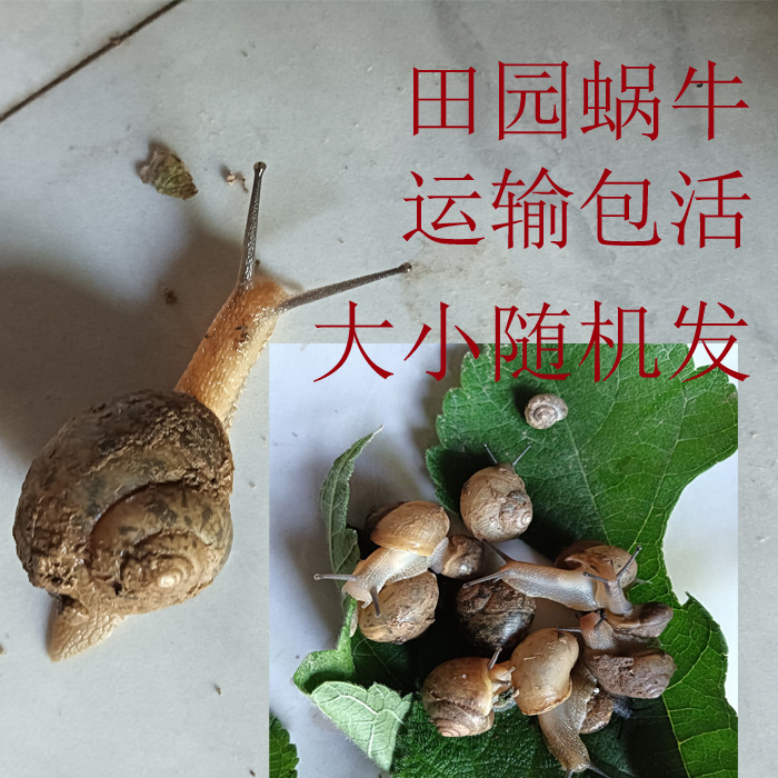 Live Snails for Students' Science Education, Pet Snails for Kindergarten Observation, Garden Snails with Random Sizes, Shipped in Handbags