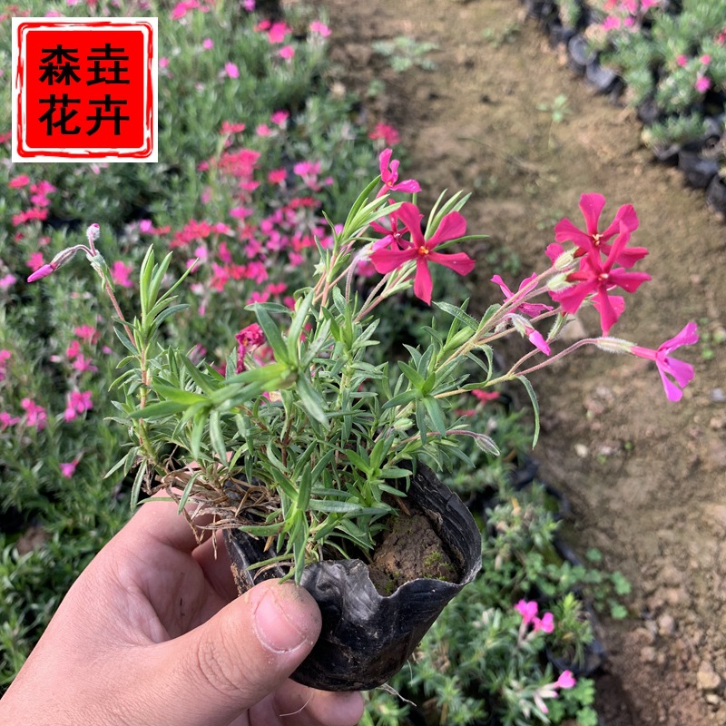 Саженцы флокса, почвопокровные, морозостойкие, для ландшафтного дизайна, саженцы вишни и цветы в горшках