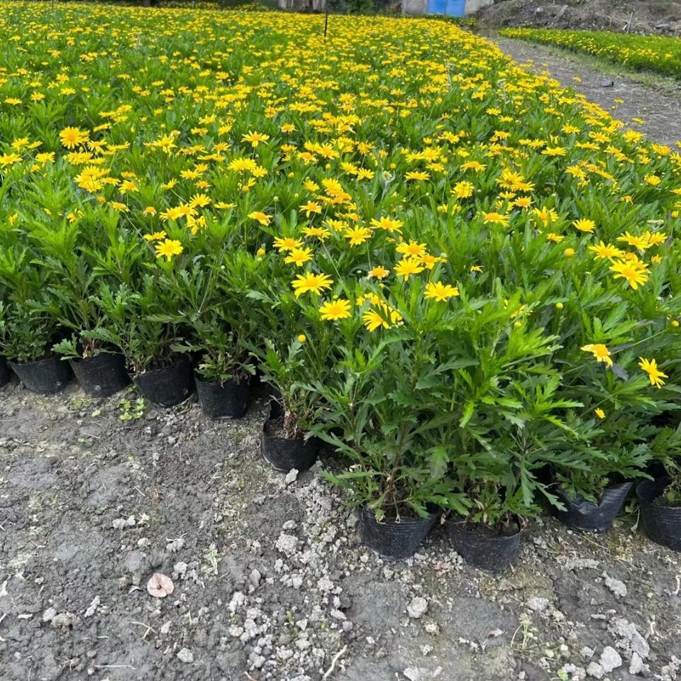Wood Primula Seedlings Landscaping Ground Cover Wholesale
