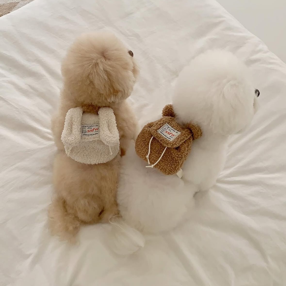 Ins puppies and cats go out pets from backpacks, schoolbags, excrement bags, snack bags, teddy bears, bomei wholesale