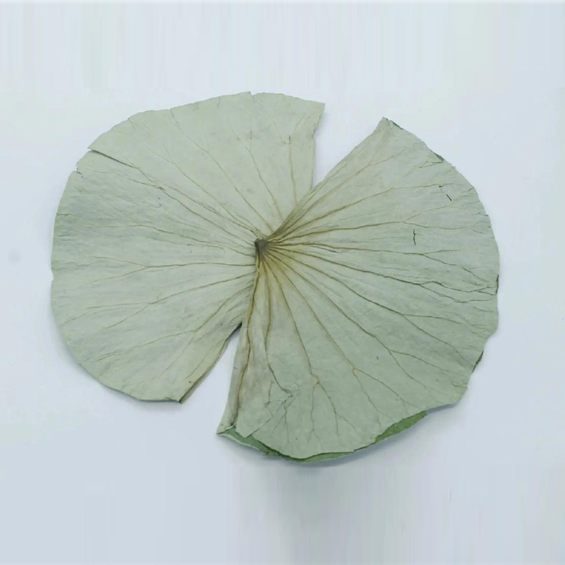 Wholesale Dried Lotus Leaves, New Products on the Market, Original from Shandong, Sold for Glutinous Rice Chicken, Clay-Pot Chicken, and Lotus Leaf Dishes