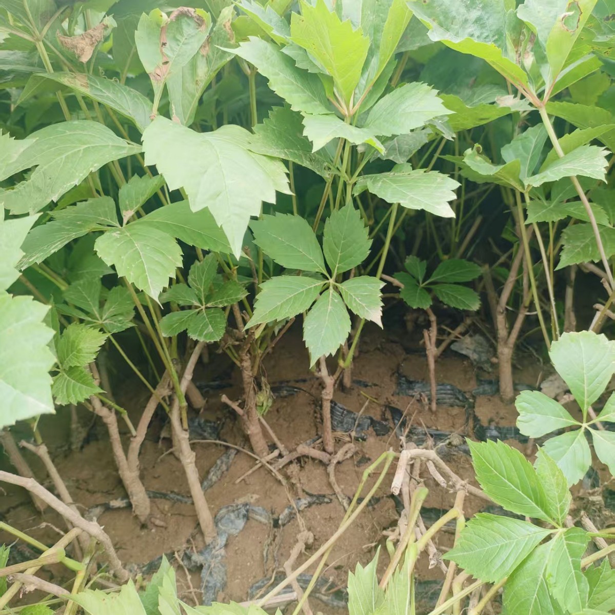 Лиана с пятью листьями, оптовая цена в Сиане, вьющаяся лиана для защиты склона, вьющаяся лиана