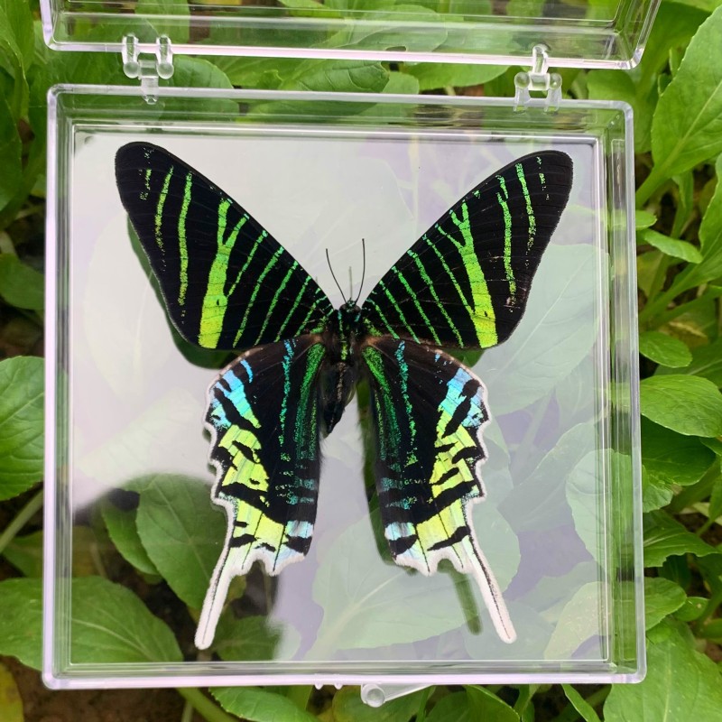 Butterfly Wisdom Love Butterfly Specimen Ornaments Real Butterfly Insect Specimen Wings Spreading Students Creative Birthday Gift Transparent Boxed