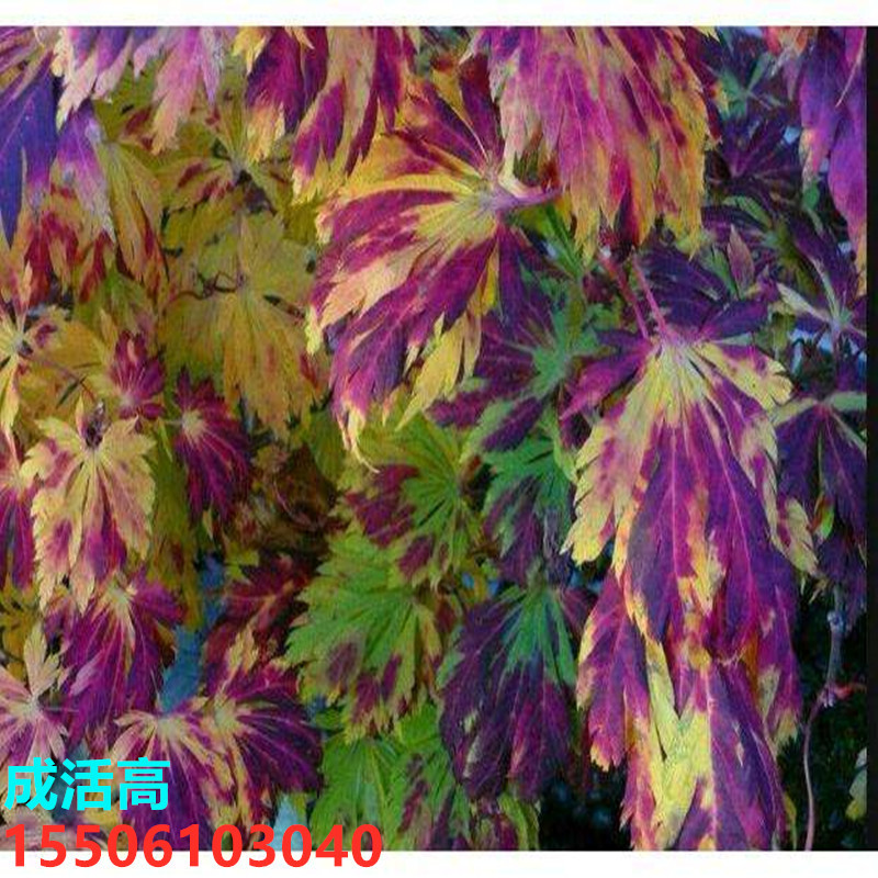 Wholesale Feather Maple Dance Peacock Japanese Red Maple Seedlings Saplings Red Dancer Tree Seedlings Potted Plants Planted in the North and South