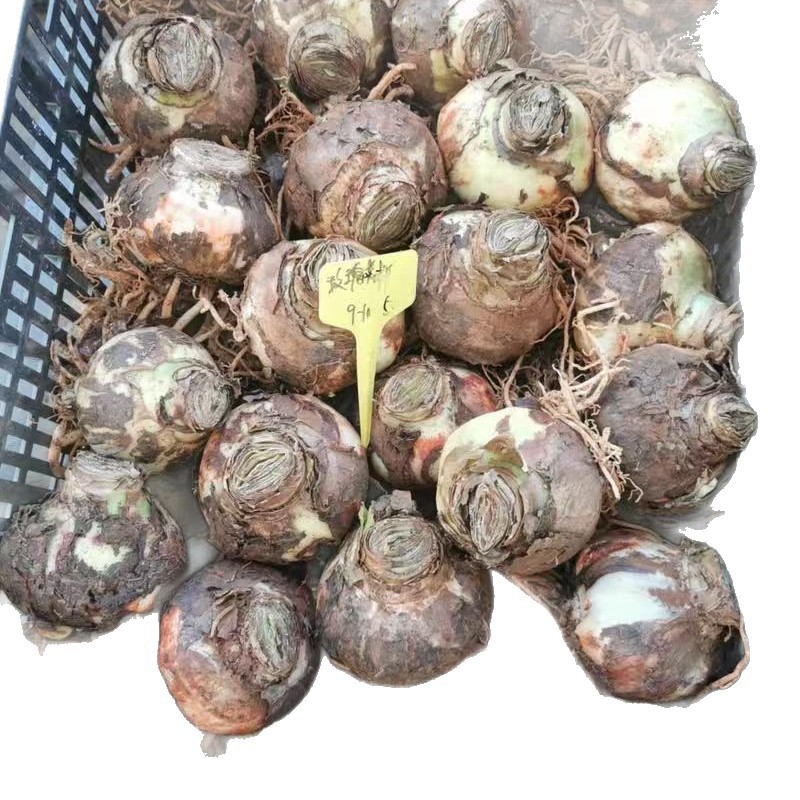 Amaryllis Bulbs Soil Imported Double-Petaled Amaryllis Balcony Courtyard Easy-To-Grow Flowers Extra-Large Potted Amaryllis