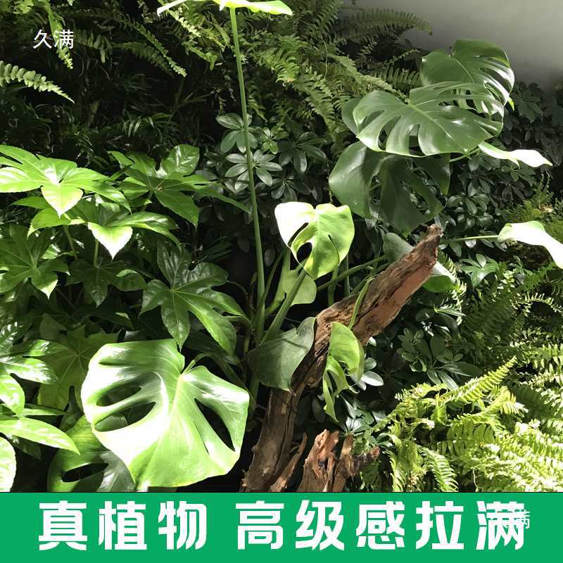 Real Flower Plant Indoor Three-Dimensional Balcony Perforated Board Green Plant Wall Flower Background Board Wall Landscaping Door Decoration