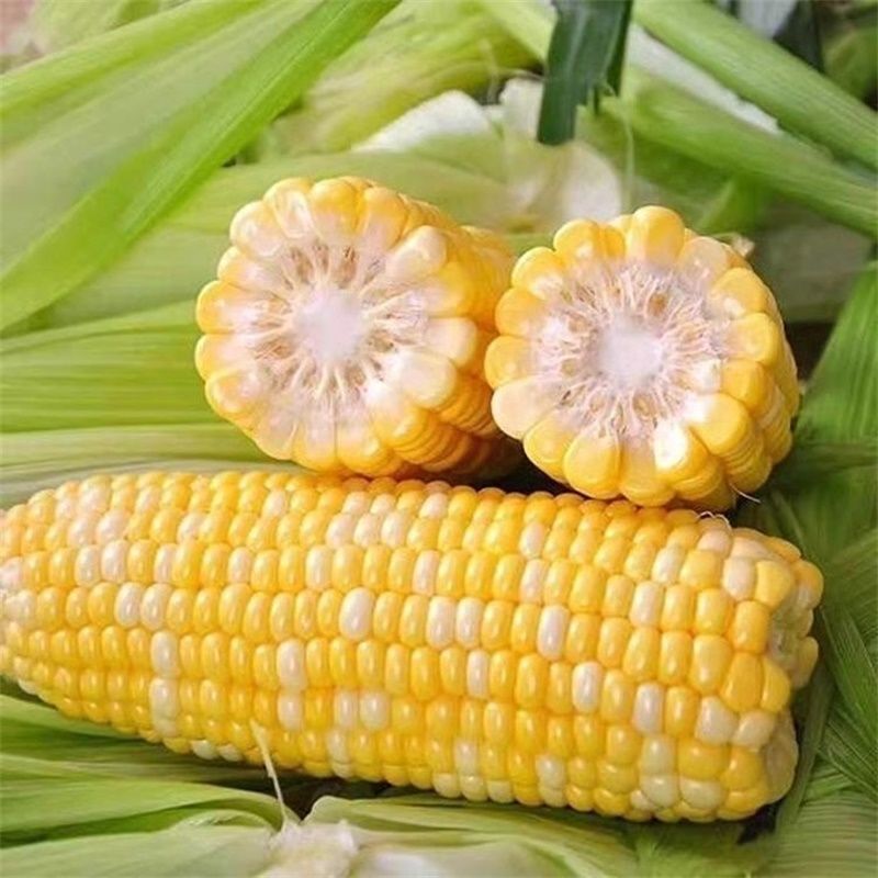 Yunnan fruit sweet corn fresh fruit corn postage corn cob corn corn now pick hair a generation