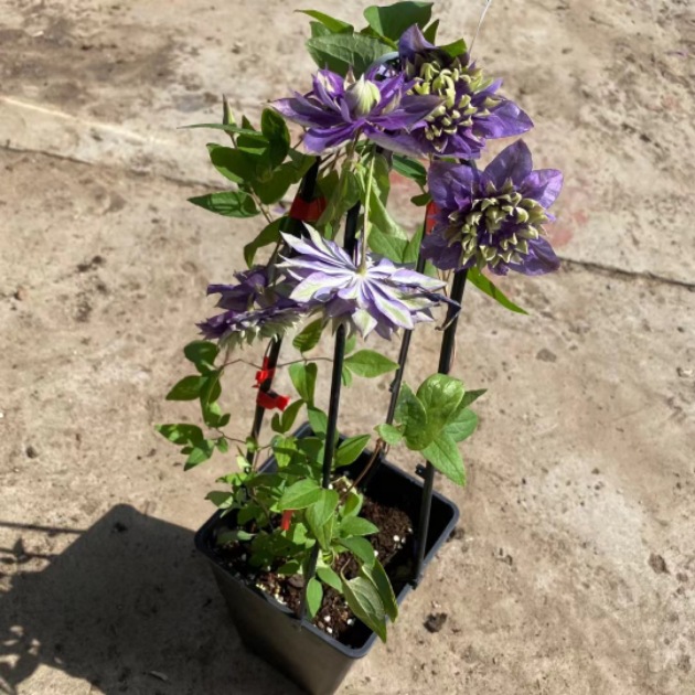 1 Gallon Diamond Ball New Clematis Blue Double Petal Potted Climbing Plant for Balcony and Garden