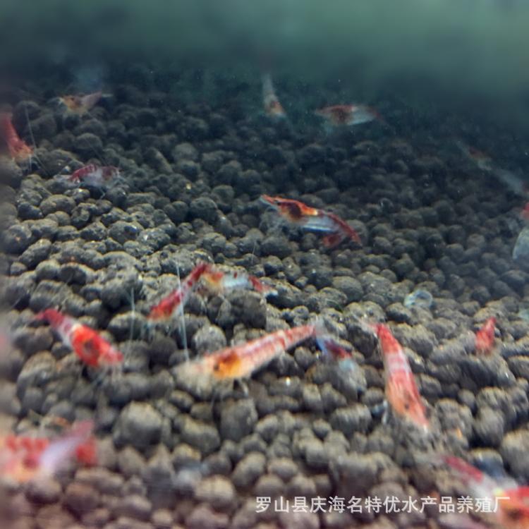 Sakura Shrimp Glazed Shrimp Mixed Red Glazed Shrimp Red Sakura Shrimp Ornamental Shrimp Pet Shrimp Freshwater Xiao Mi Shrimp Wholesale