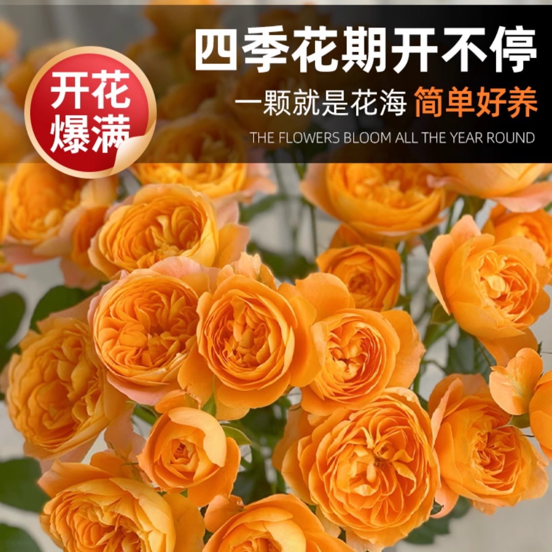 Juice Balcony Rose Garden Potted Plant with Buds and Seedlings Blooming in All Seasons Rose Saplings Old Pile Rose Florals