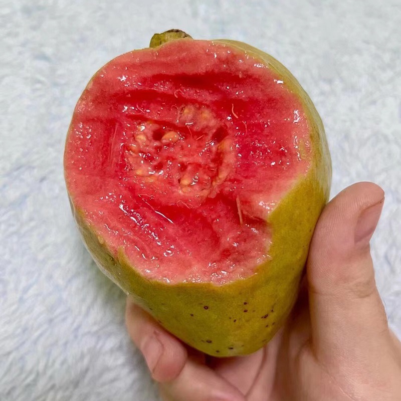 Fujian Red Heart Guava Fresh Fruit Seasonal Sweet and Soft Direct from the Place of Origin Wholesale Whole Box Large Fruit
