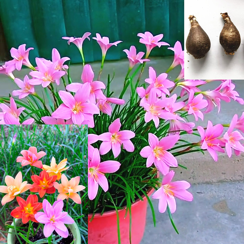 Луковицы дождевой лилии, цветущие круглый год, ландыш, саженцы луковичных цветов, садовые цветы, комнатные растения для балкона, устойчивые к жаре и холоду