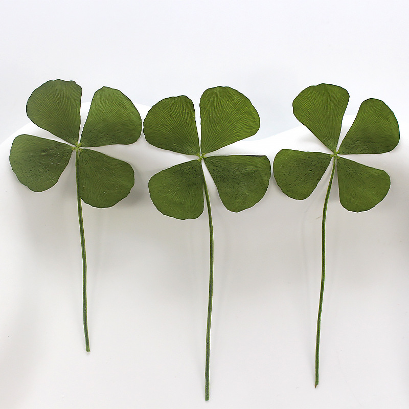 Primary Color Four-leaf Clover Leaf Specimen Lucky Grass Gum Drops Dried Flower DIY Handmade Material Natural True Flower Embossing Material