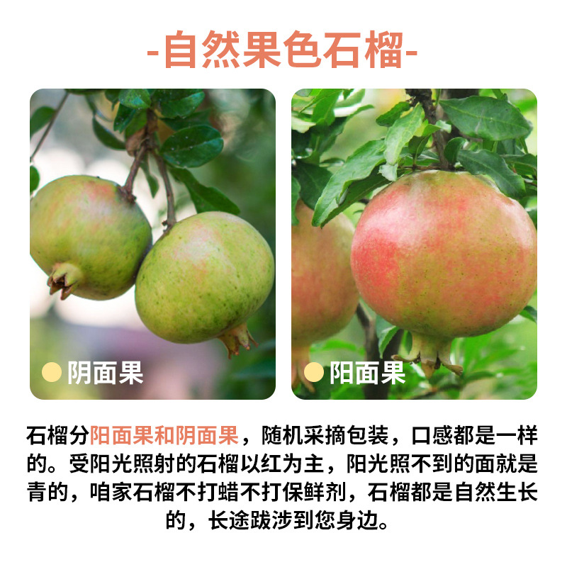 Tunisian Soft Seed Pomegranate Fresh Fruit Gift Box 10 Seasonal Pounds Freshly Picked Whole Box Sichuan Huali Seedless Pomegranate