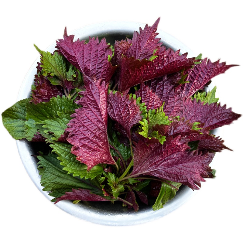 Edible Perilla Seedlings 20 Pieces Shipped with Soil and Roots Large-Leaf Fresh Perilla Seedlings Four-Season Potted Balcony Planting