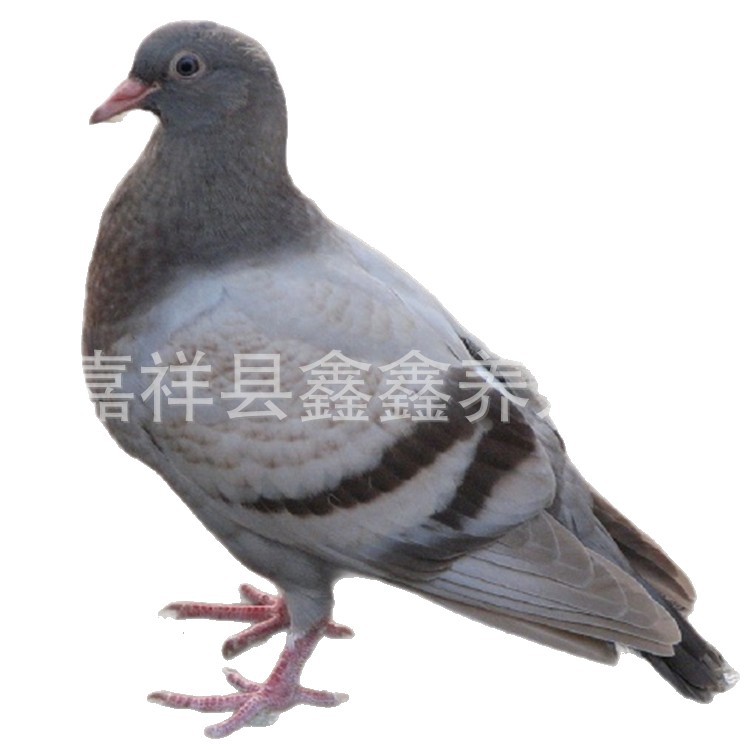 Live Yuanbao Pigeons for Sale, Park Feeding Square Pigeon Project, Purebred White Feather King Meat Pigeons, Ornamental Pigeons