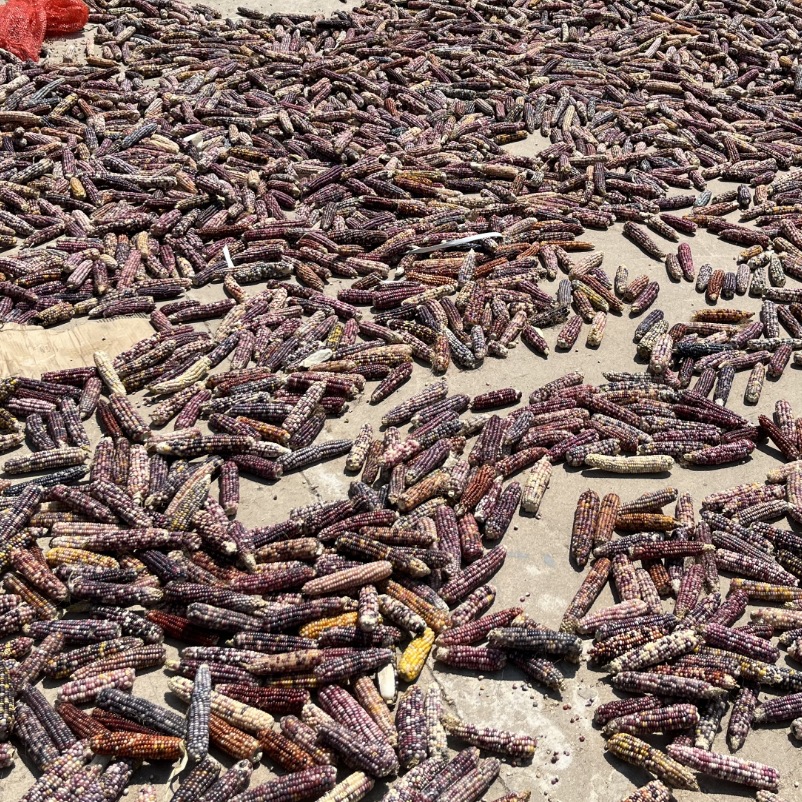 25 Years Mini Small Corn Hamster Molar Corn Golden Bear Rabbit Totoro Flower Branch Mouse Molar Snack Totoro