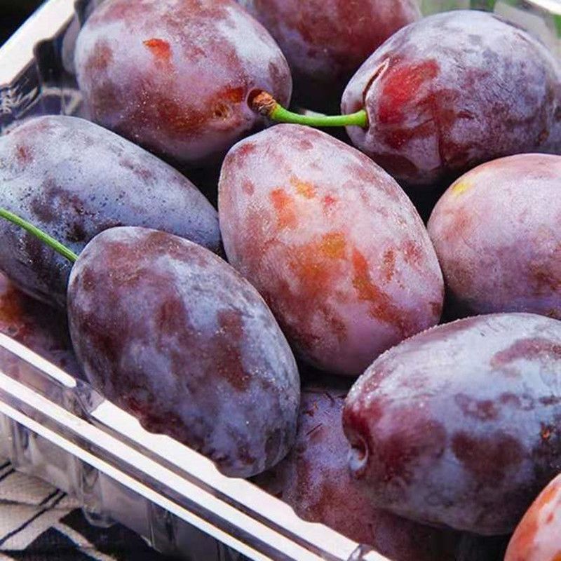 Fresh Prunes from Kashgar, Xinjiang, Super Sweet Goddess Prunes, Fresh Fruit Plums 0.5kg Cross-Border E-Commerce Factory Direct Delivery
