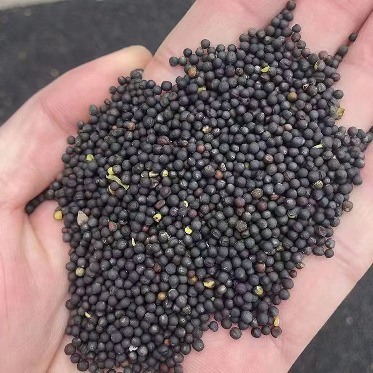 The season's new rapeseed rapeseed oil extraction ornamental germination wholesale use a large number of in stock a generation of hair