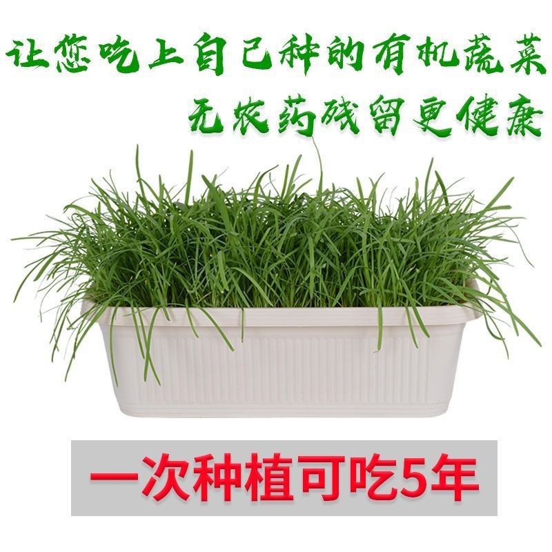 New leek root seedling purple root wide leaf red root four seasons fine leaf leek root wholesale potted balcony indoor vegetable seedling