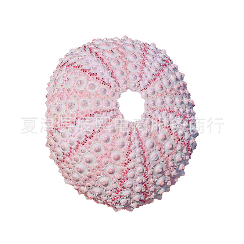 Natural Shell Conch Pink Dreamy Sea Urchin Shell 4 to 5cm Specimens Air Orchid Home Decoration Ornaments