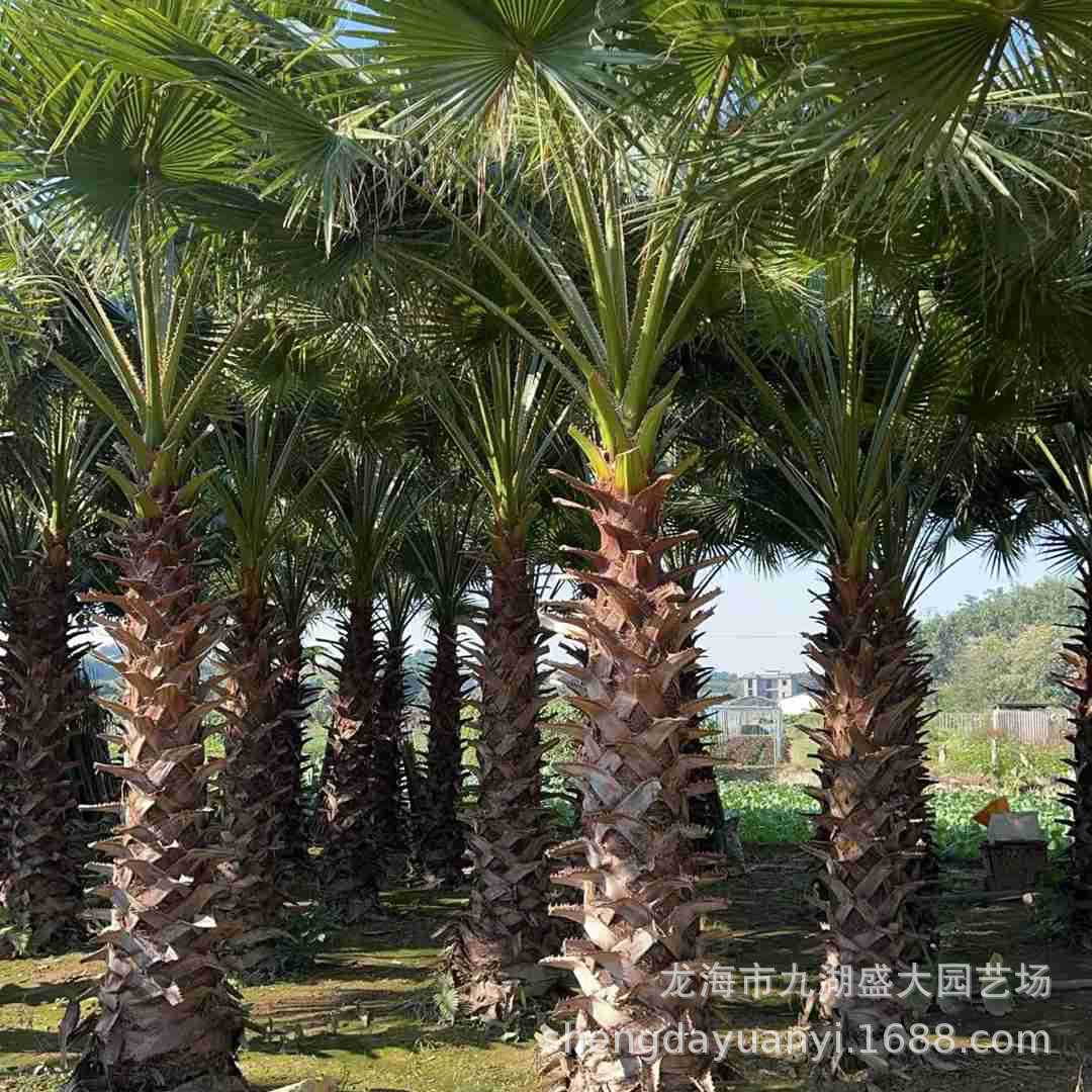 Jiangsu Washington Palm Pictures Shanghai Old Sunflower Quotes Zhejiang Old Sunflower Wholesale Hubei Huazhou Prices