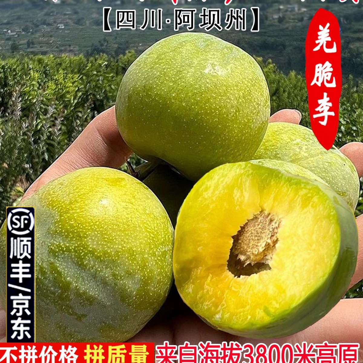 Fresh Fruit from Wenchuan, Sichuan: Crisp and Sweet Plums, Boneless Plums, Candied Plums, Suitable for Pregnant Women, 2.5kg Pieces, Free Shipping with Sf Express