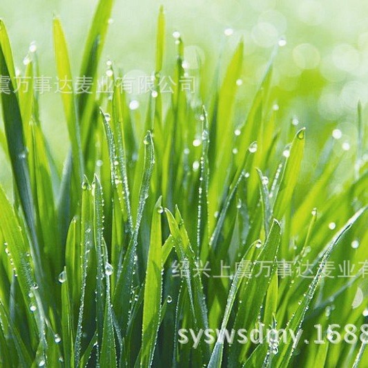 500 mesh barley seedling powder barley ruoye green juice bulk barley ruoye powder solid drink alkaline meal replacement