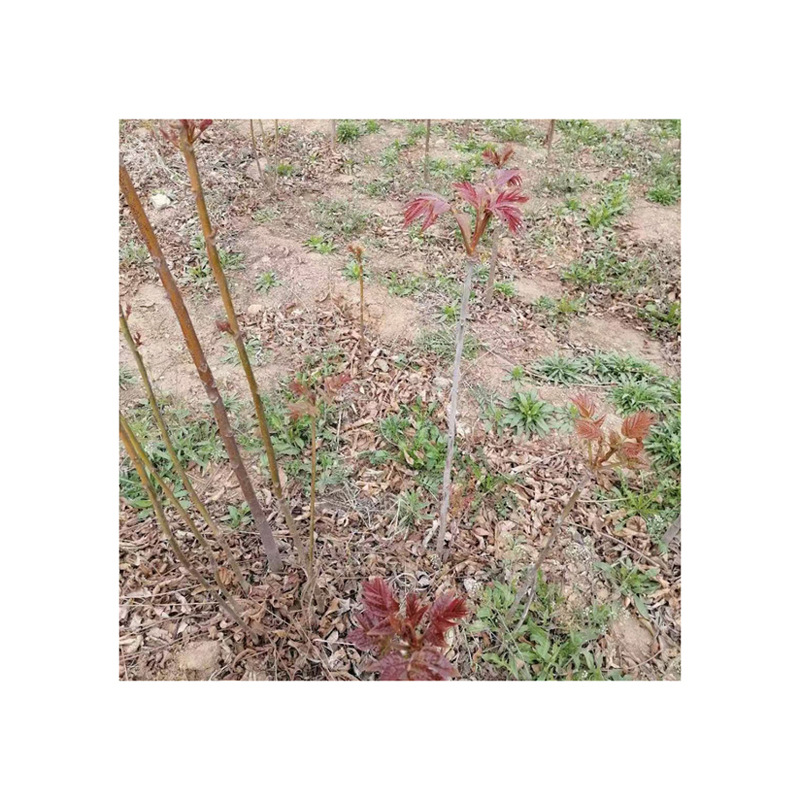 Base Wholesale Red Oil Fragrant Spring Tree Seedlings Northern and Southern Toon Saplings Potted Ground Planting Greenhouse Planting Toon Saplings