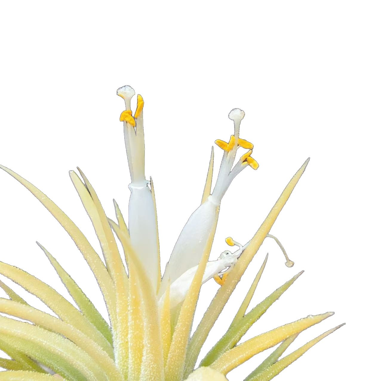 Collection of Flowering Period, Air Pineapple Base Straight Hair Wholesale Lazy Plants Home Green Plants Soilless