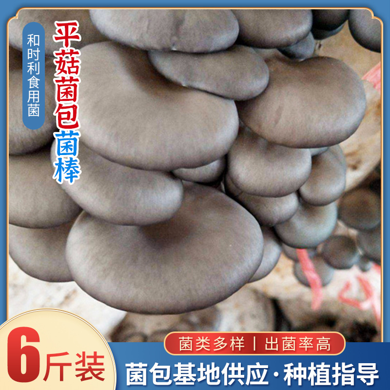 Осенние грибы вешенки 10*6кг, для домашнего выращивания