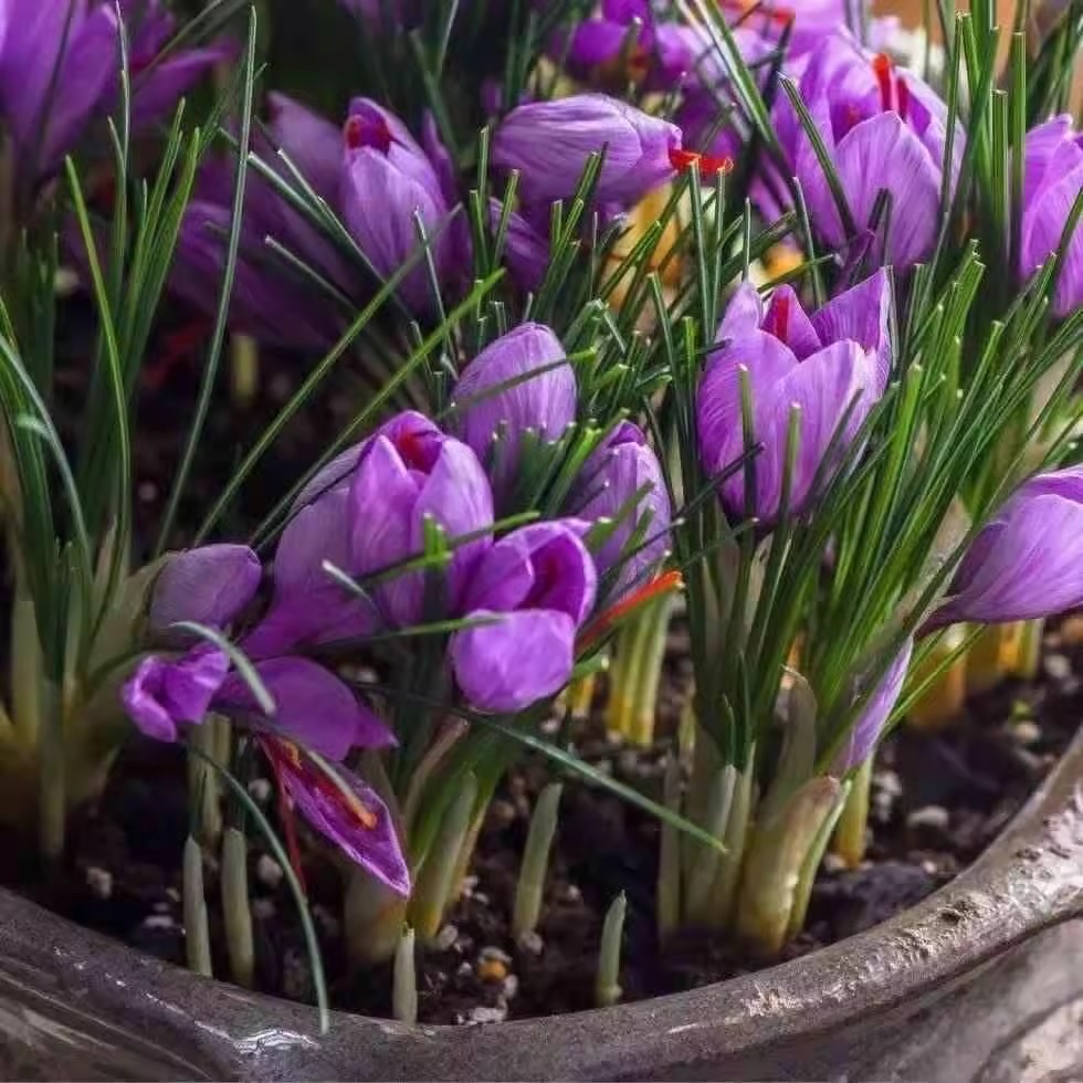 Medicated Saffron Seed Bulbs with Buds, Saffron Crocus Plants, Autumn and Winter Cold-Resistant Potted Florals Blooming in All Seasons