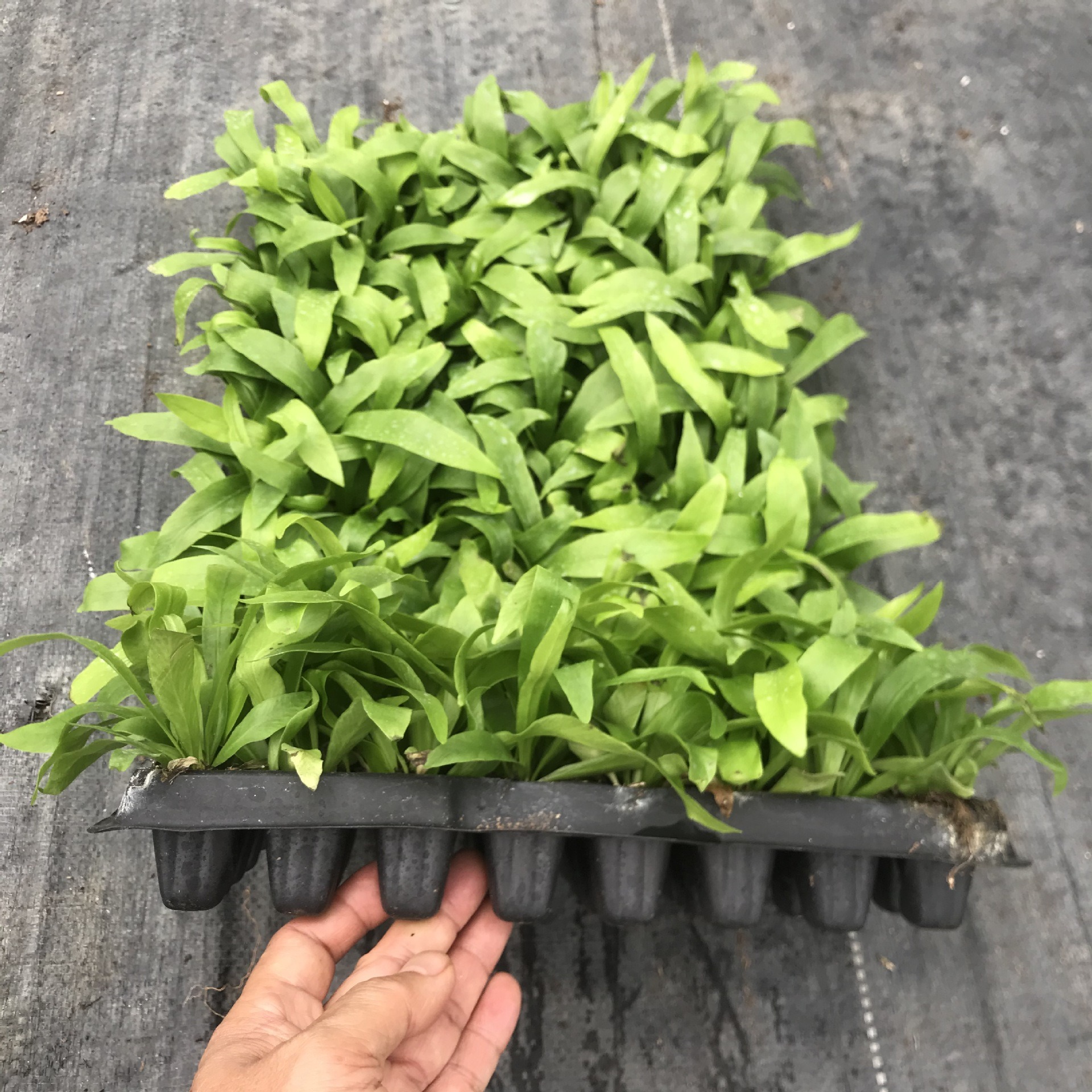 Zhanye Bird's Nest Fern Green Wall Micro Landscape Ecological Stimulating Small Potted Plant Purifies the Air and Absorbs Formaldehyde All Seasons Evergreen