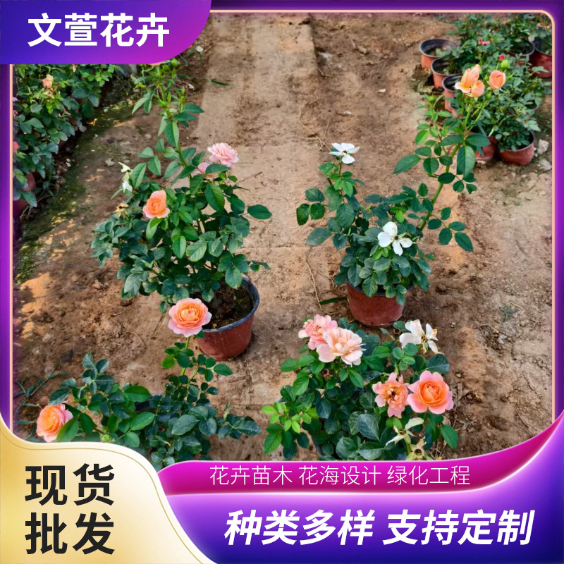 Juice Balcony Rose Potted Plants for Courtyard and Municipal Greening Projects, Juice Balcony Rose Wholesale Base