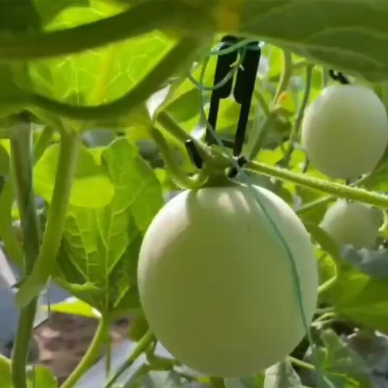 Mesh Melon Hanging Melon Hook, Cantaloupe Hook, Exquisite Melon Hook, Elizabeth Special Hook, Cantaloupe Hanging Hook