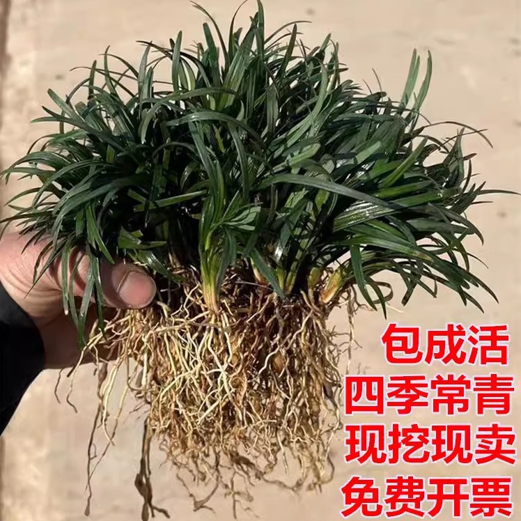 Japanese Dwarf Ophiopogon Japonicus Seedlings, Dwarf Jade Dragon Grass with Soil, Lawn Ground Cover Plants, Cold-Resistant, Evergreen, Pruning-Free Grass in All Seasons