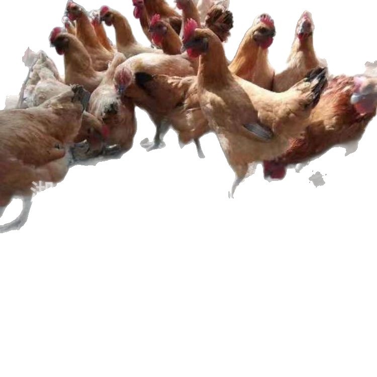 Direct Sale from the Hatchery: Black-Feathered Red-Crowned Chicken Chicks, One-Day-Old Live Chicks, Live Seedlings, Suitable for Raising Free-Range Chickens in Rural Mountain Areas