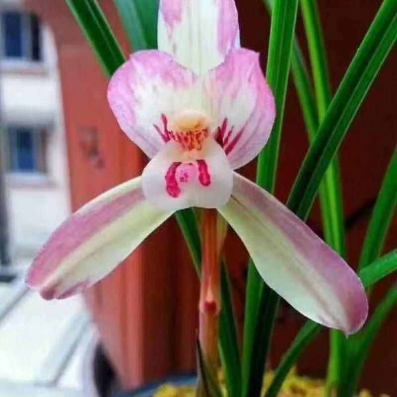 Spring Orchid, White Jade Lotus, Green Cloud, Indoor Potted Plant, Desk, Bedroom, Living Room, Tea Table, Strong Fragrance