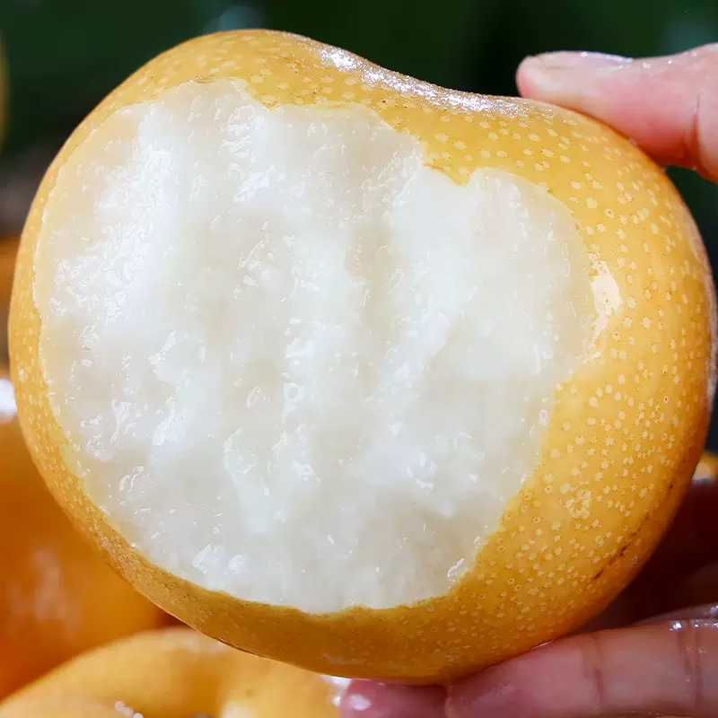 Shandong Laiyang Qiuyue Pear Authentic Fresh Rock Candy Pear Sweet Picked Seasonal Fruit Whole Box