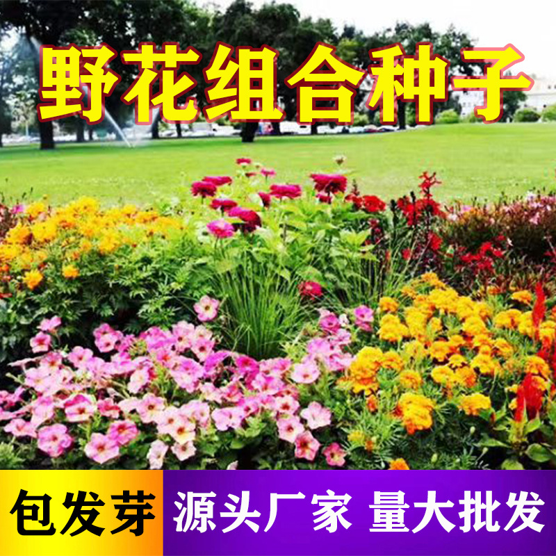 [Electronic Commerce Purchase] Sunflower Seeds, Wildflower Combination Bowl, Lotus Platycodon, Sunflower Seeds, E-Commerce Flower Seed Supply
