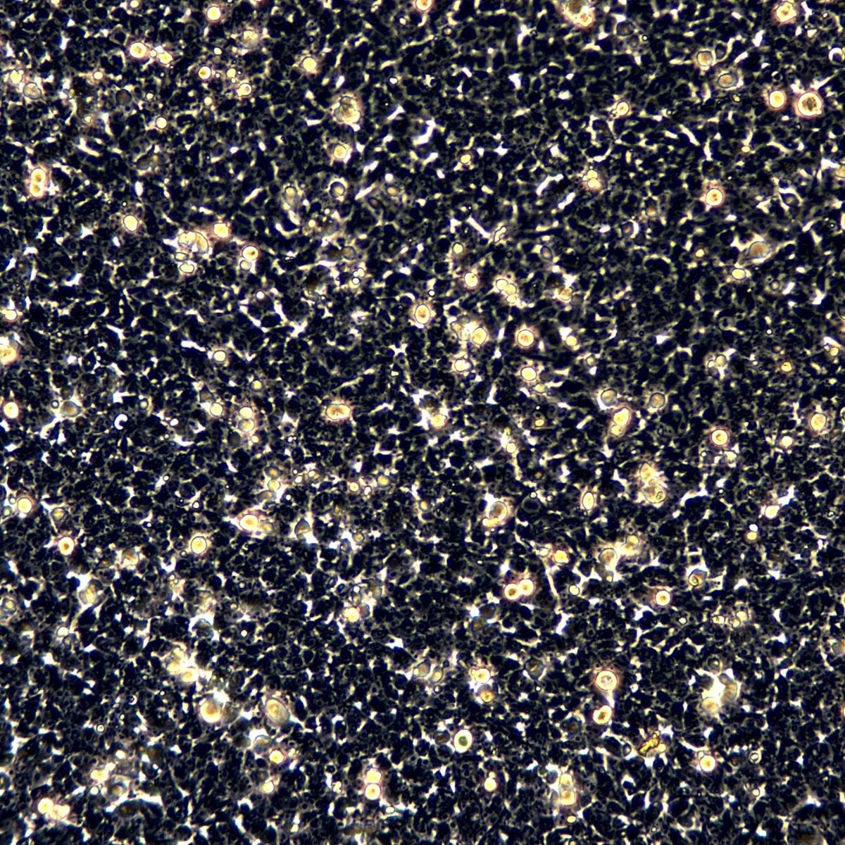 Meisenctcc Human Embryonic Kidney Cells Hek293