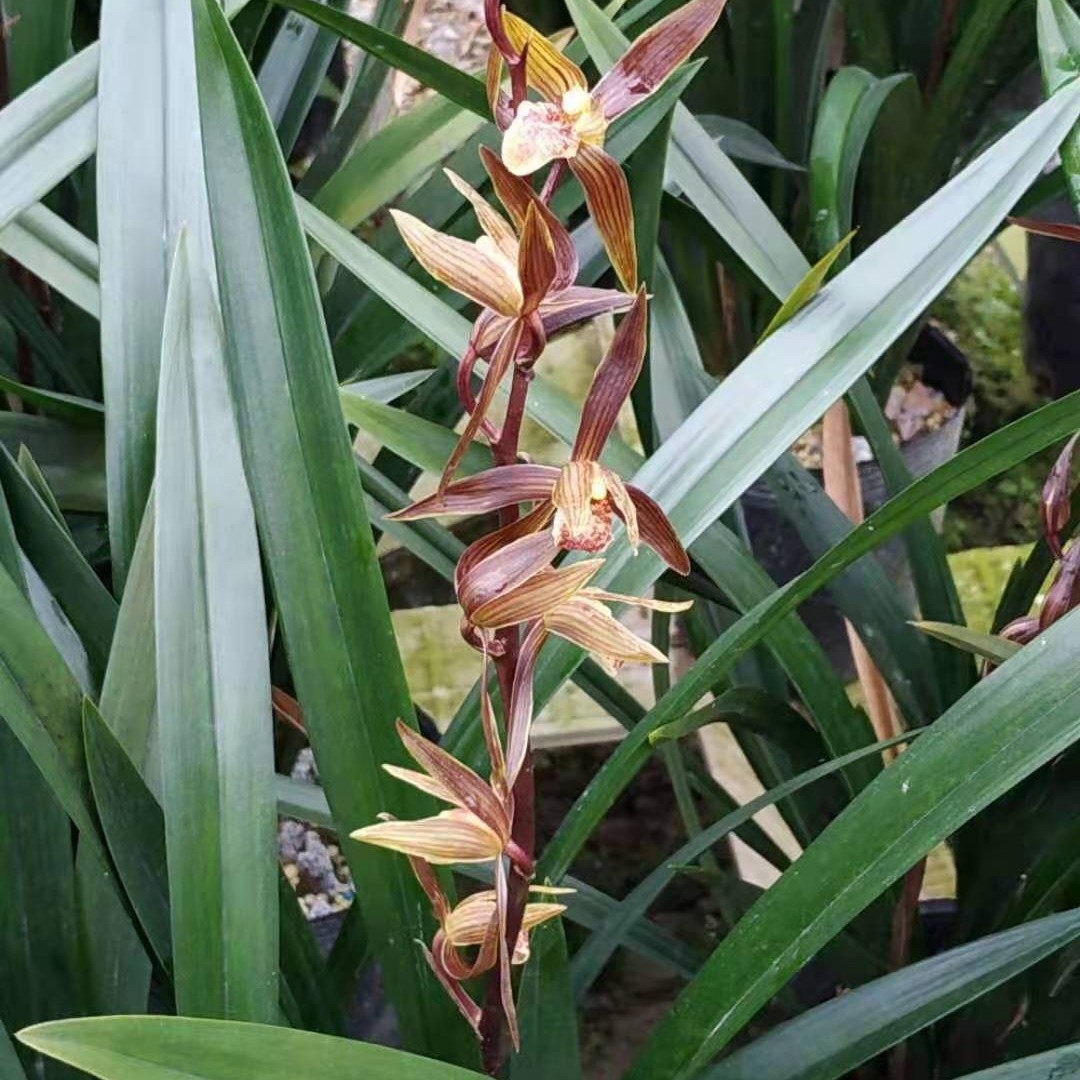 Top Ten Rare Orchids: Black Orchids, Fresh Seedlings, High-End Indoor Potted Plants with Strong Fragrance and Flower Buds, Available for Sale