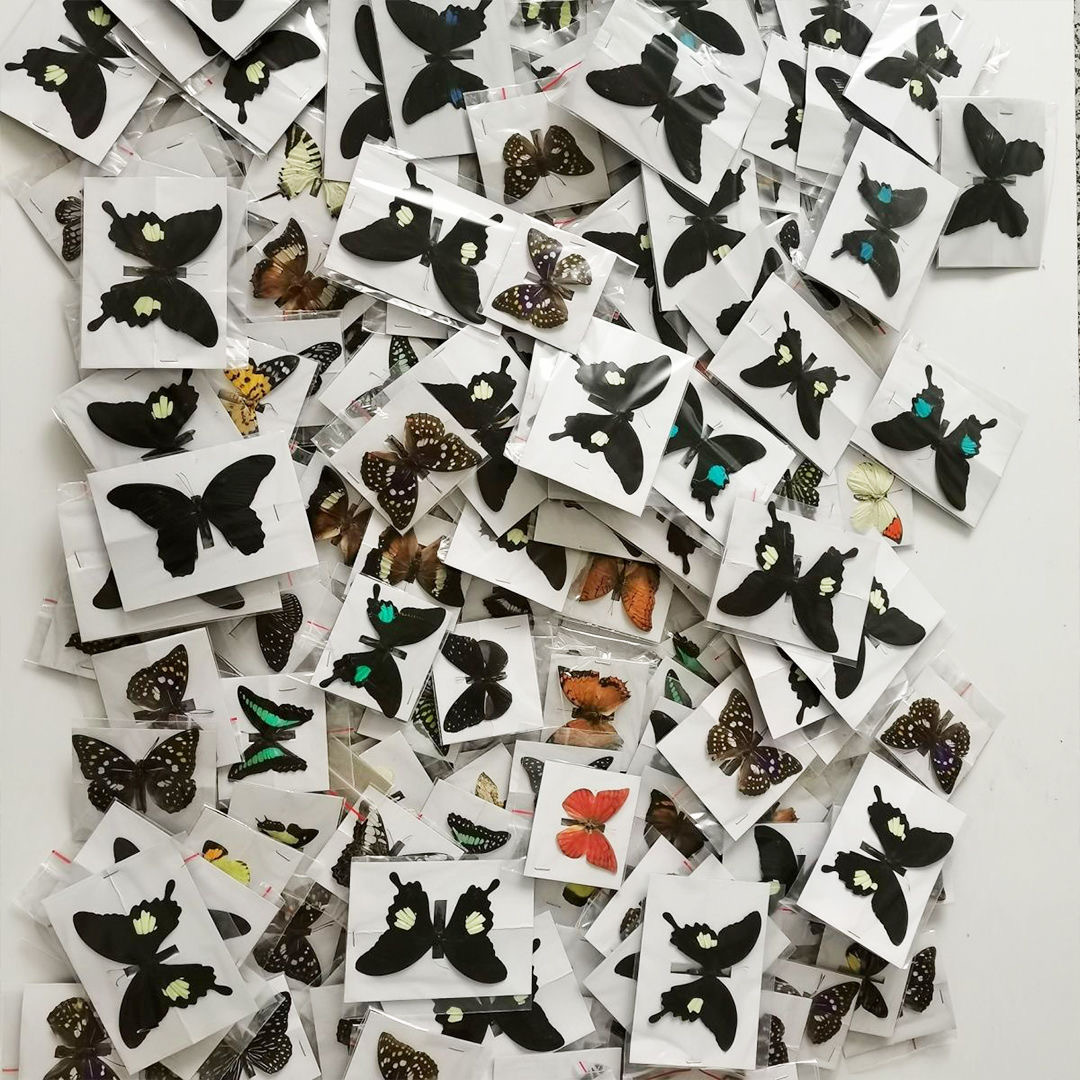 Real butterfly specimen wings green belt Cuifeng butterfly insect kindergarten teaching popular science exhibits handmade photo frame production