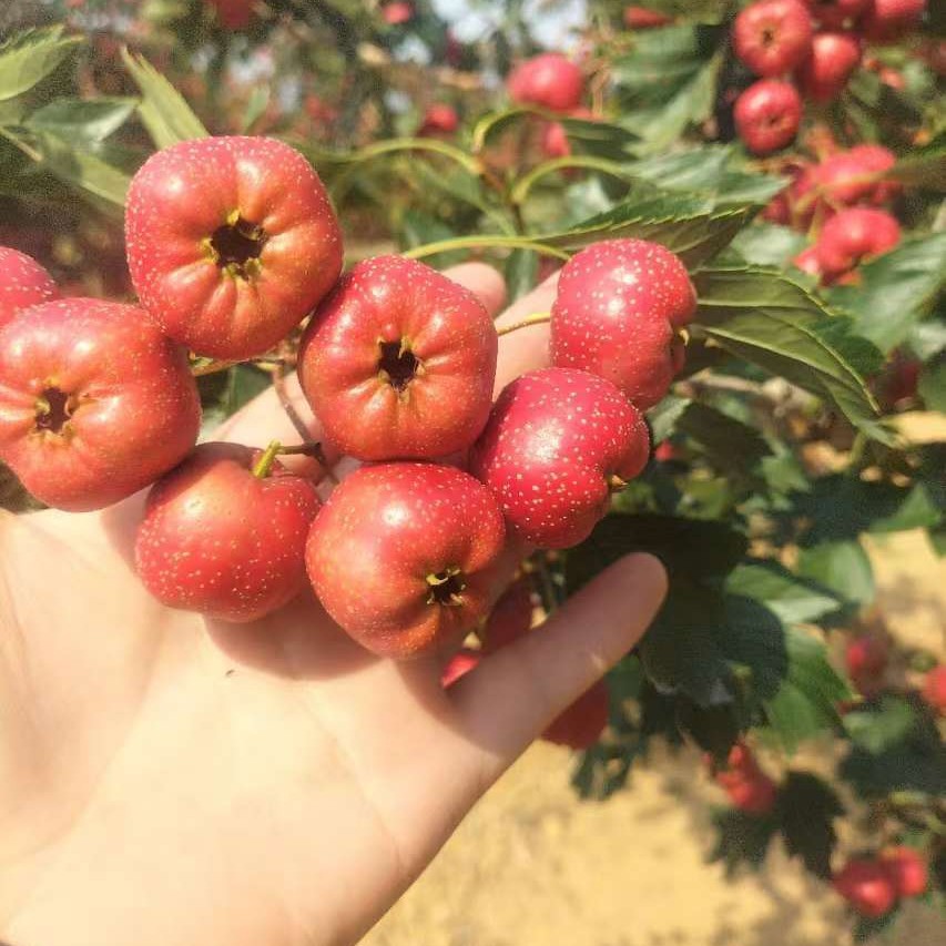 (Free Shipping) Sweet Red Hawthorn with Medium to Large Fruits, Shipped in Baskets, New Stock in September 2025, Picked and Shipped on the Same Day